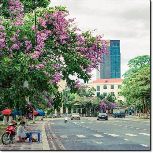 바나바잎 효능 및 활성 성분