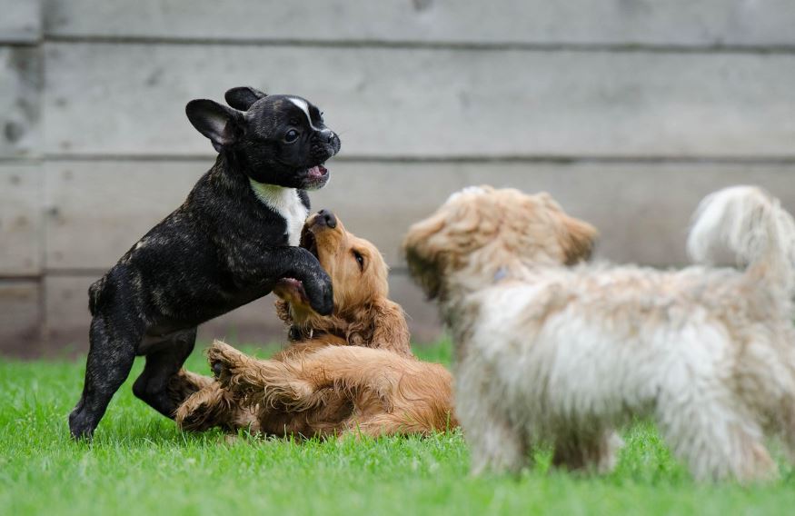 네덜란드의 반려견 문화와 산책 환경
