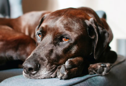 개가 주인의 발 밑