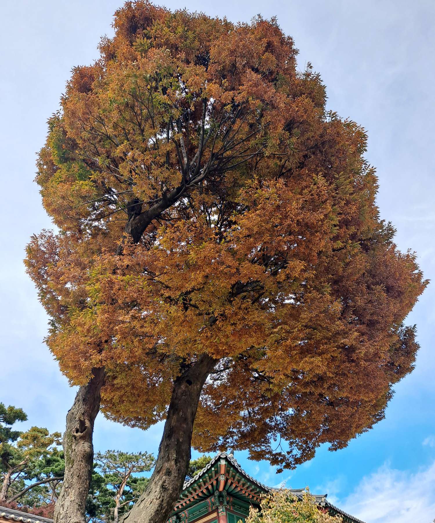 전등사 높은 나무