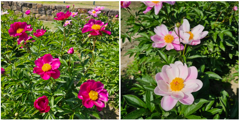 경주 서악동 삼층석탑, 숨겨진 작약꽃 명소에서 즐기는 봄 풍경