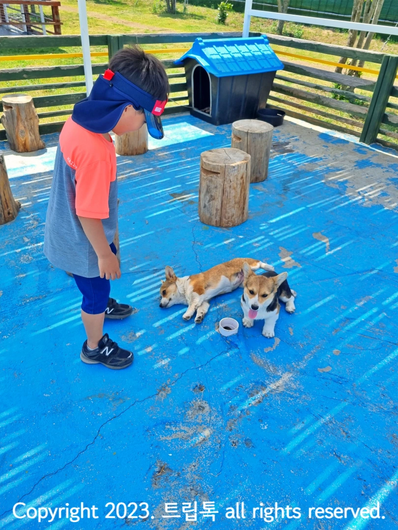 바닥에 드러누운 2마리 개를 보는 아이