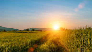 농지이양 은퇴직불제 신청