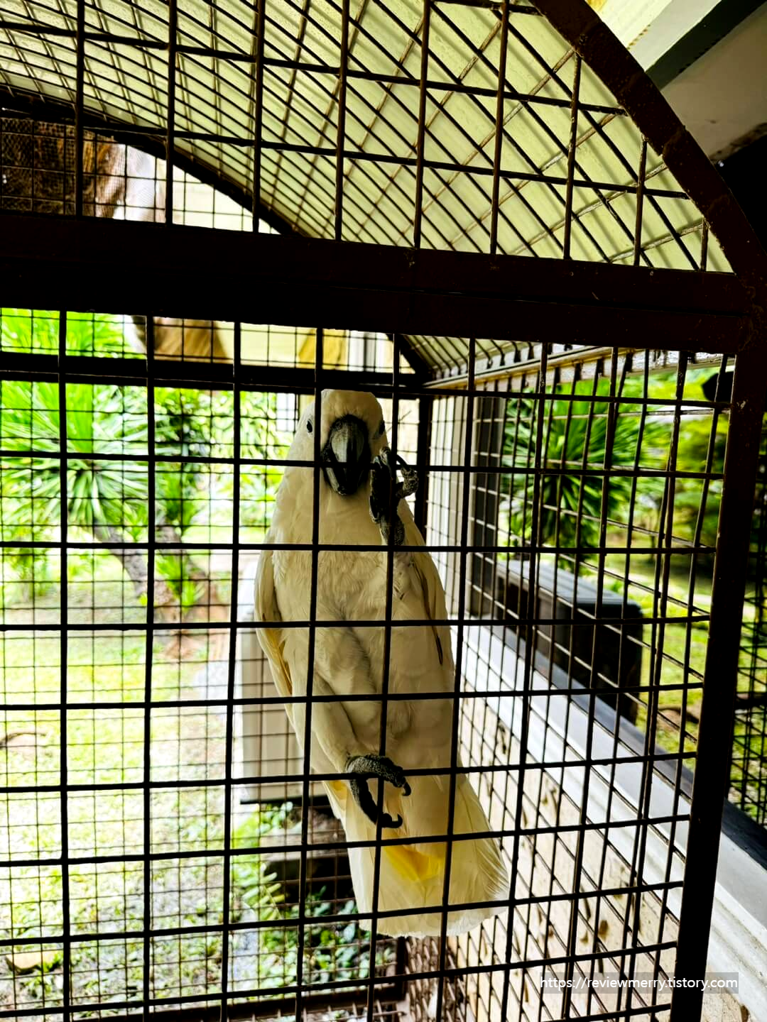 사무실 앞 앵무새