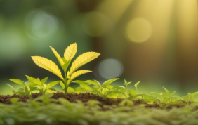 계절 한정 프로젝트 - 한 시즌 동안만 키우는 특별한 식물