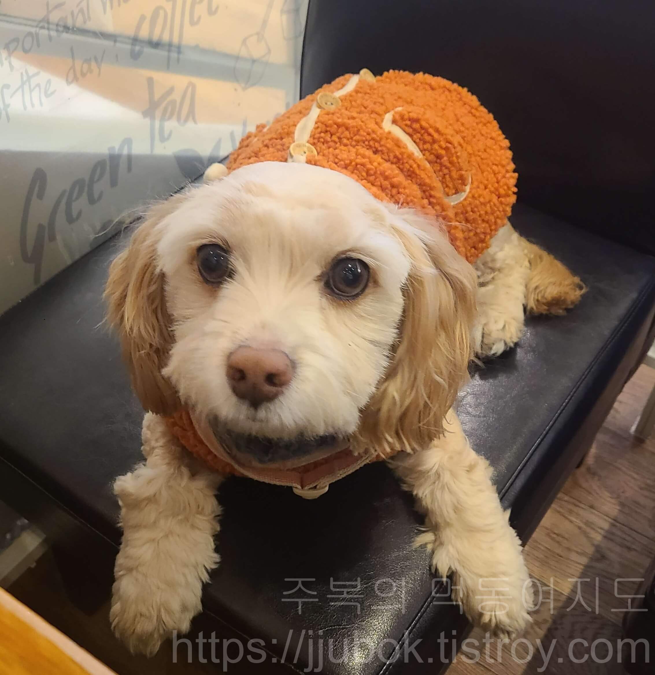 리틀-포레스트-콩이