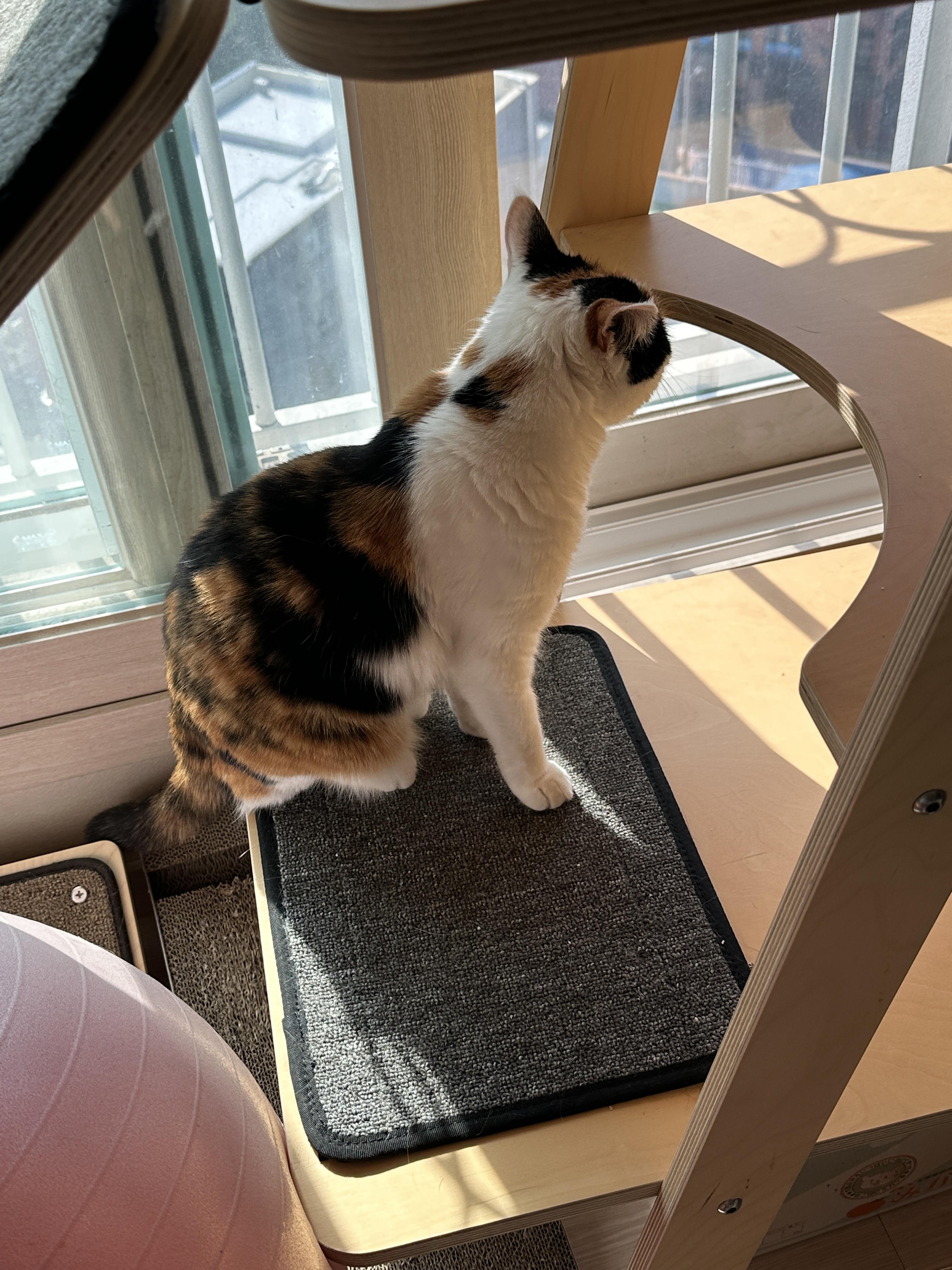 캣타워_아래에서_냥냥거리던_삼색냥이_요미