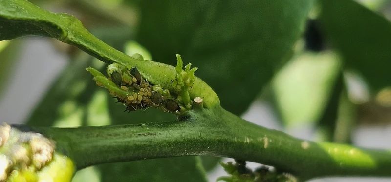 오렌지나무병충해