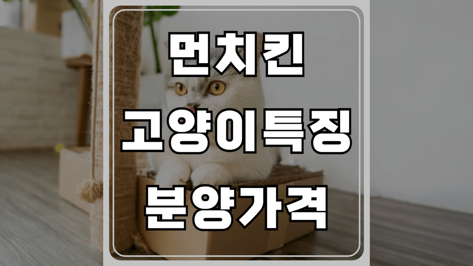먼치킨 고양이 특징과 분양 가격