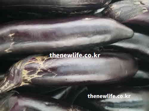 가지 효능 관련 자주묻는 질문