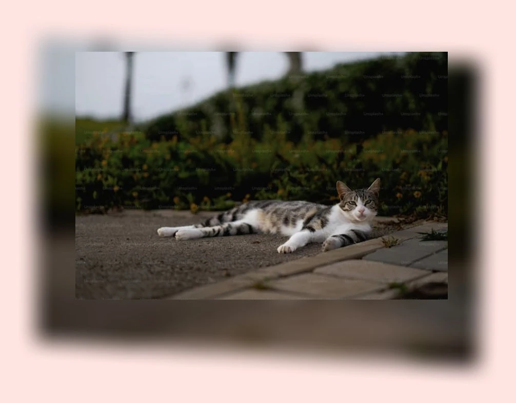 고양이 스트레스 관리_1_subsection