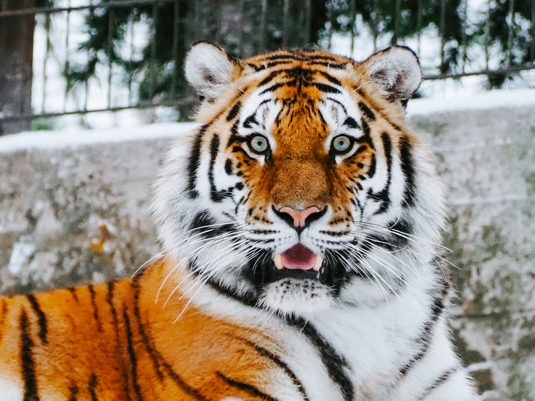 Kia Tigers
