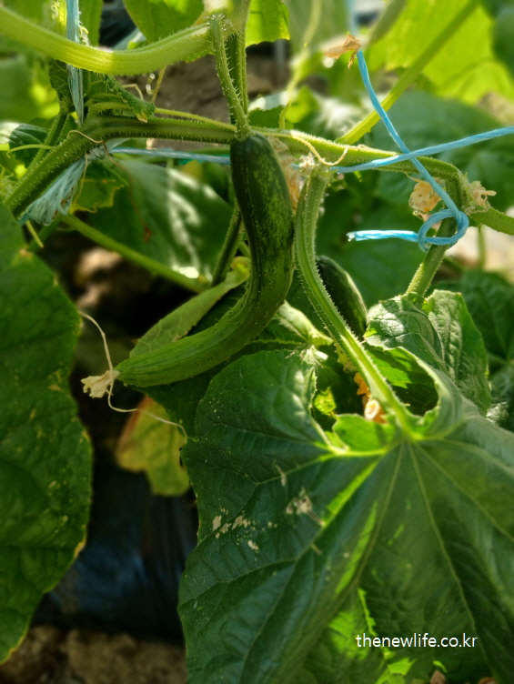 햇빛 아래 길게 뻗은 오이 덩굴과 넝쿨에서 자라는 싱싱한 오이 잎들-오이 효능&nbsp;-수분 공급 및 이뇨 작용을 설명하기 위한 실물 이미지