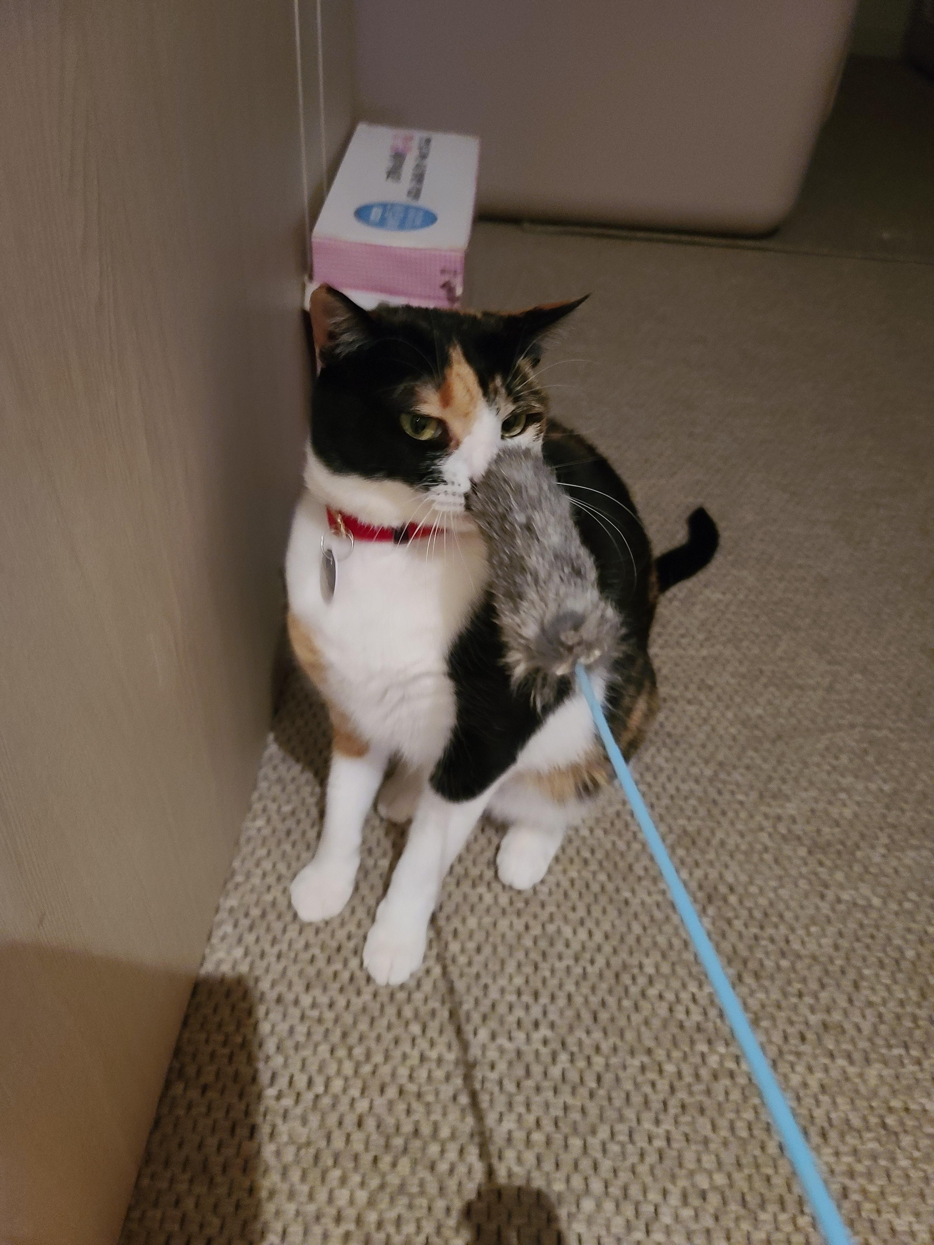 고양이 장난감의 기본! 오뎅꼬치를 샀다. 아홉마리고양이들의 오뎅꼬치 사냥.