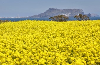  제주 유채꽃 &amp; 삼다수 축제