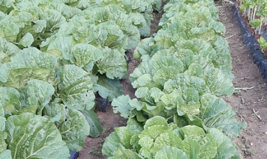 김장 절임배추 마트별 가격 비교(24년 11월14일 기준)