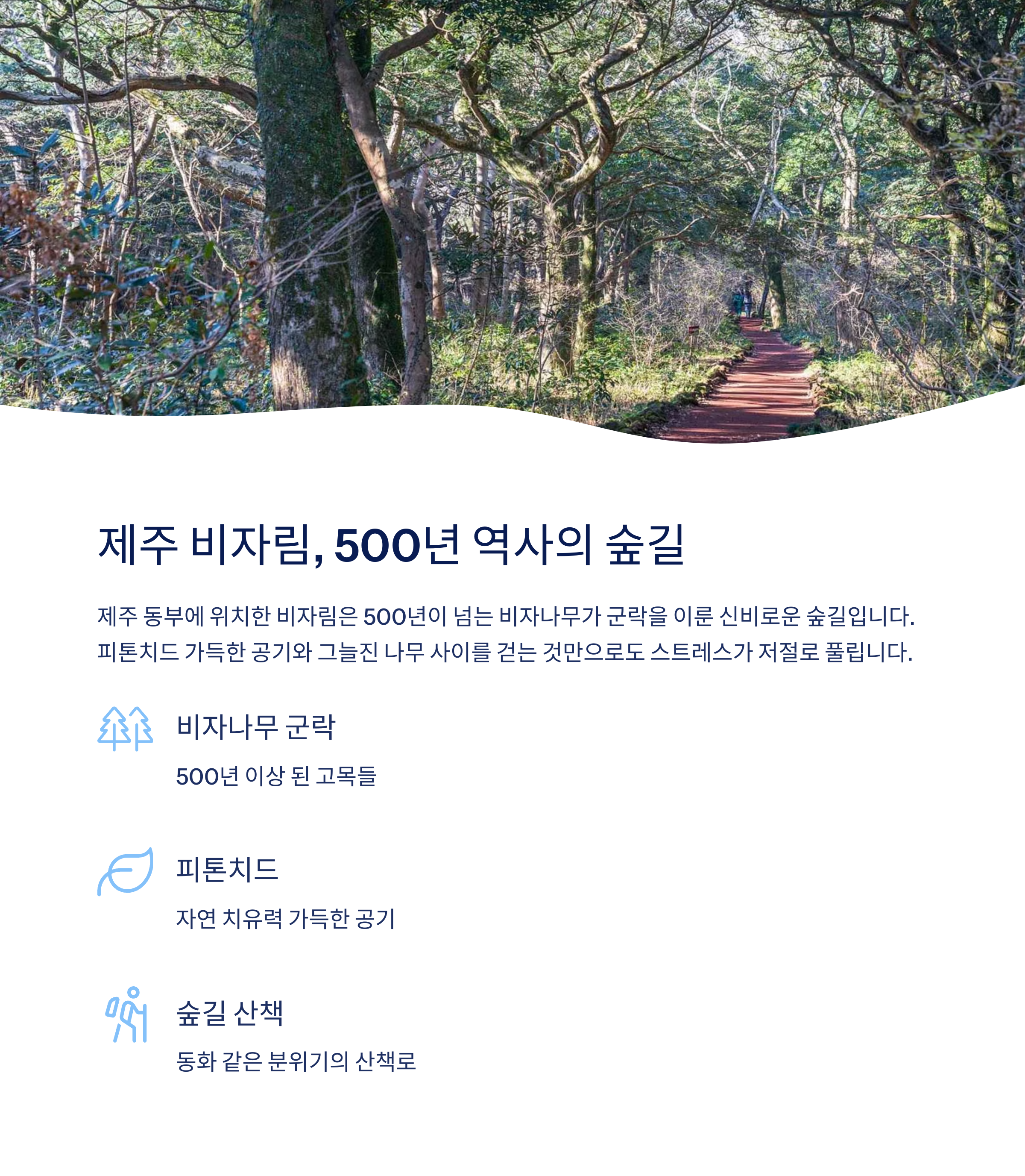 제주 비자림 500년 역사의 숲길