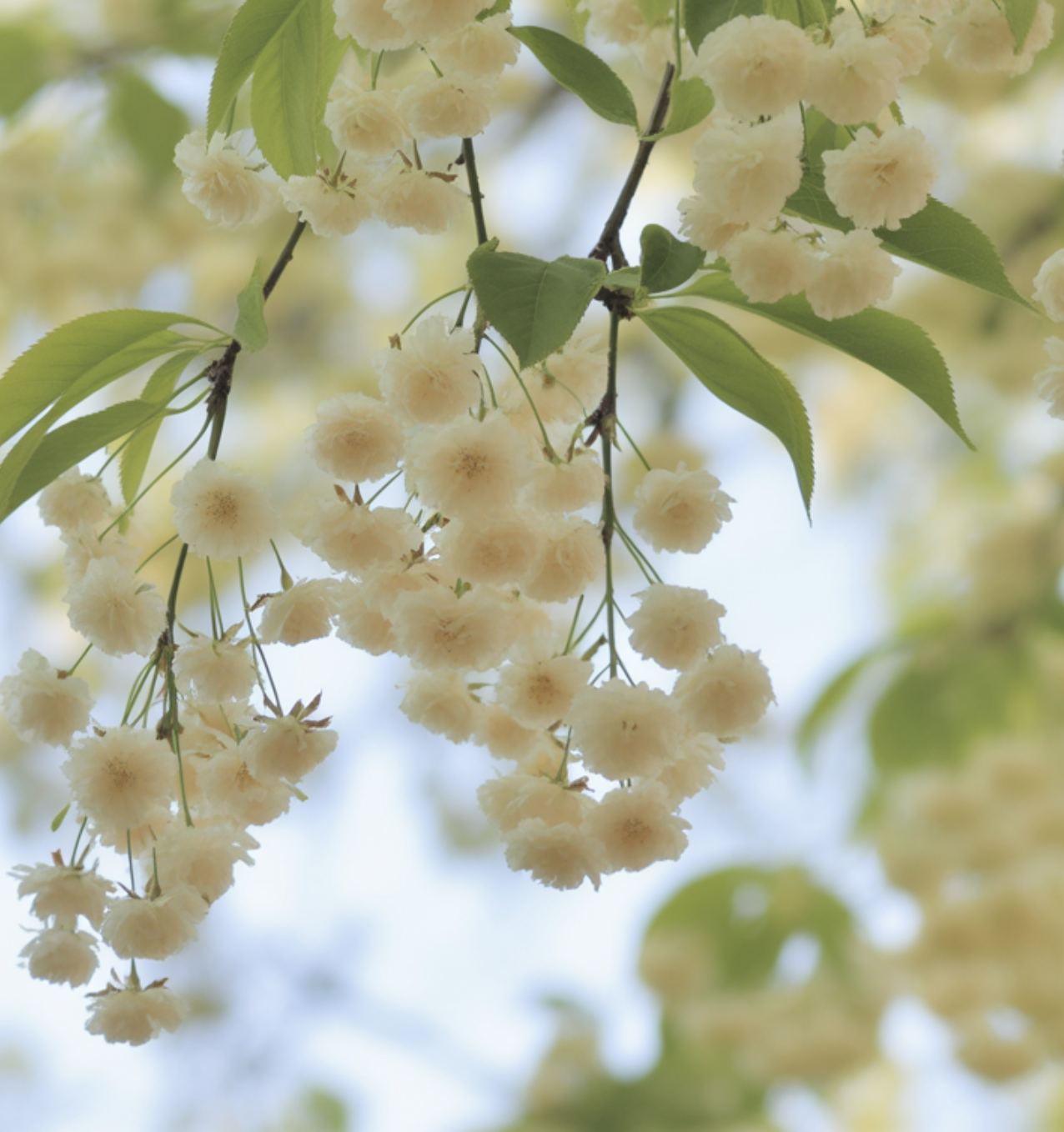 땅을 향해 피는 겸손한 꽃