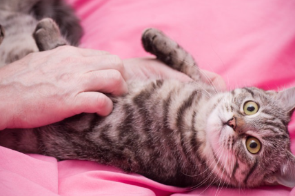 배를 만지는 고양이.