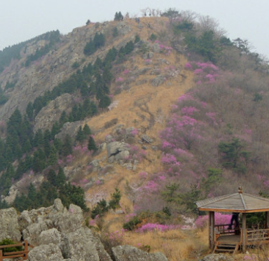 진달래꽃명소