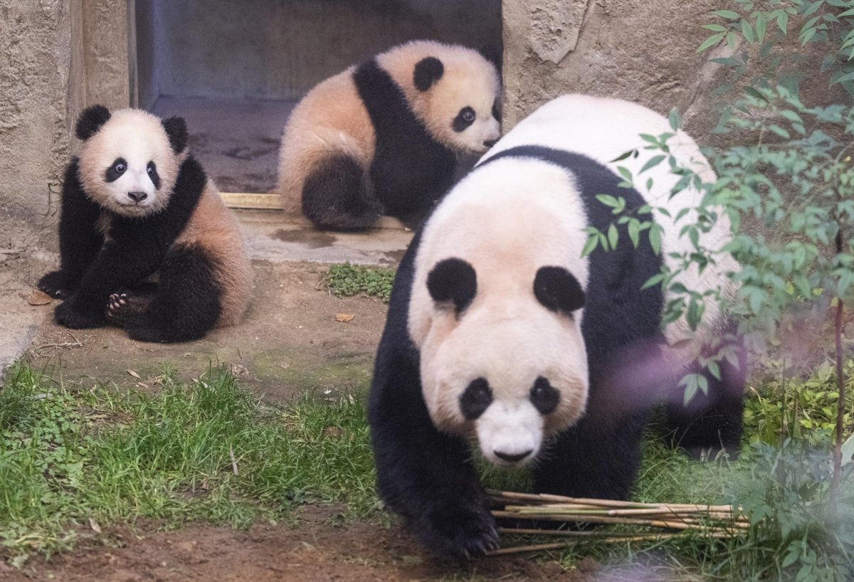 루이바오-후이바오-사진