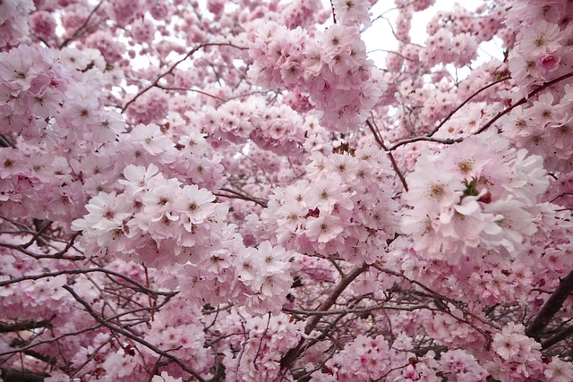 벚꽃 사진
