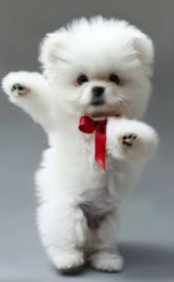 강아지 AI 춤 무료 필터 틱톡에서 유행 짤 만드는 초간단 방법 꿀팁 3