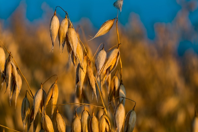 귀리 우유(Oat Milk)