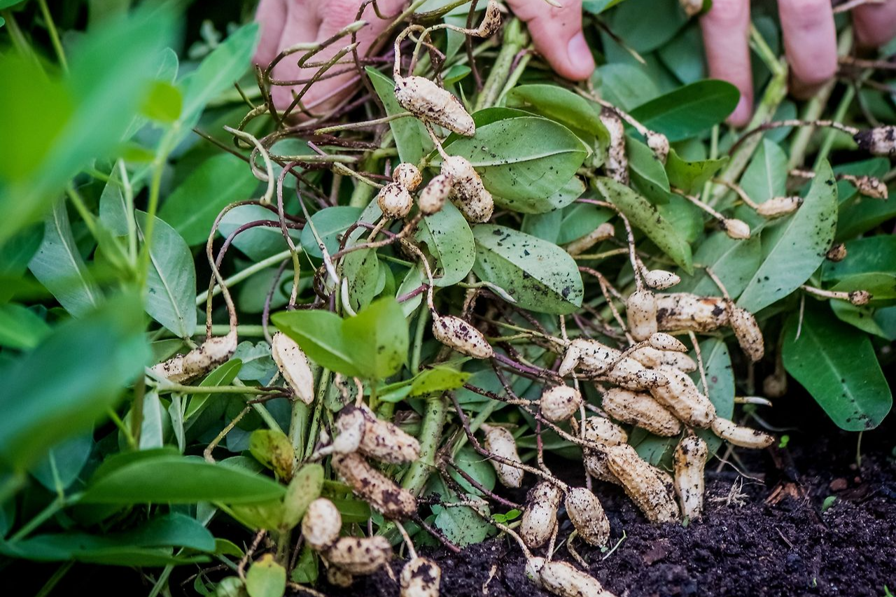 땅콩 수확시기