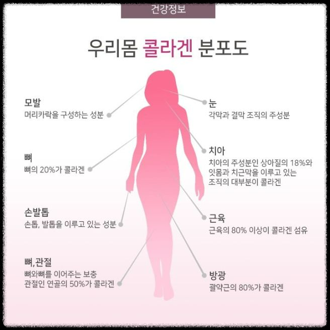 콜라겐과 치매: 두 가지의 숨겨진 연관성