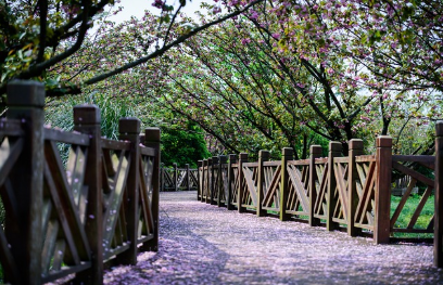 벚꽃과 함께 걷기 좋은 산책로 &amp; 하이킹 코스