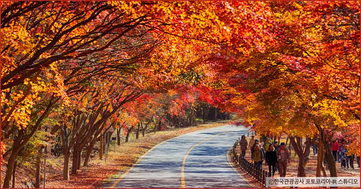 내장산 단풍터널 속 붉은 가을