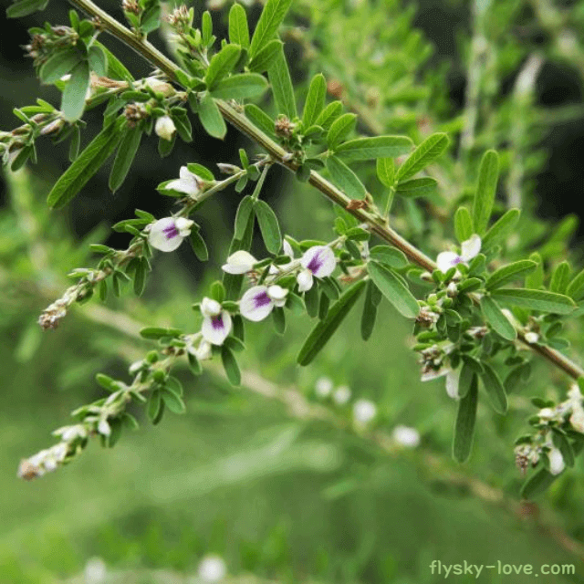 남성 정력에 좋은 야관문