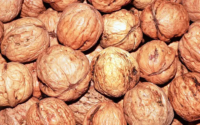  충북 영동 달콤한 햇 호두 감말랭이 자연건조 대봉 곶감 파는 곳 전국 택배 온라인 전화 주문 추천 