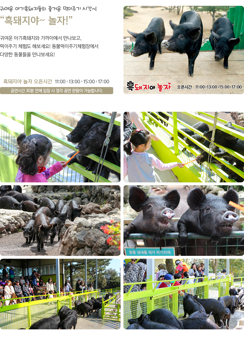 휴애리 여름 수국축제