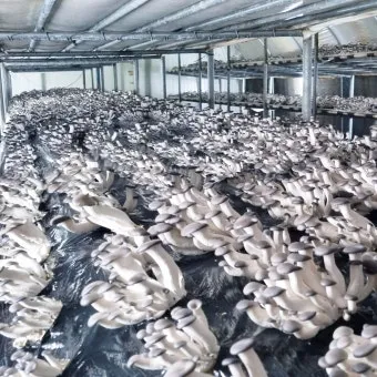 느타리버섯 재배 배지 수분 온도 관리 초보 성공_10