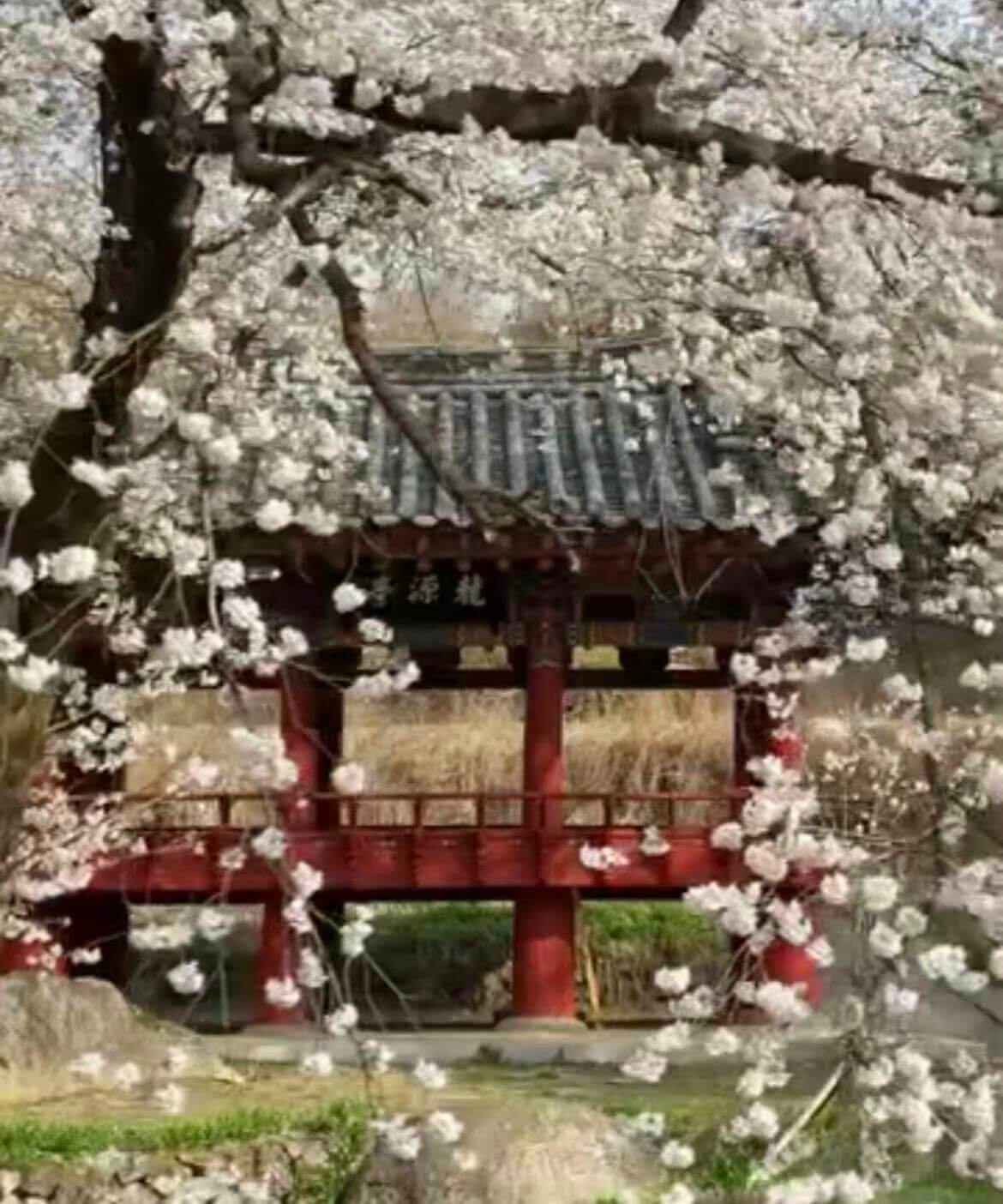 거창 병곡마을 수양벚꽃 주차 완벽 가이드 관련사진