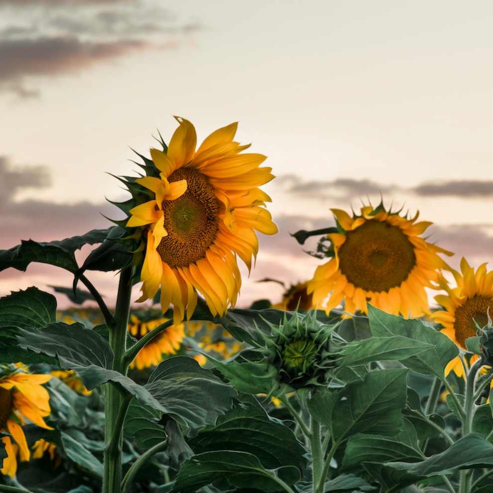 파주 해바라기 축제