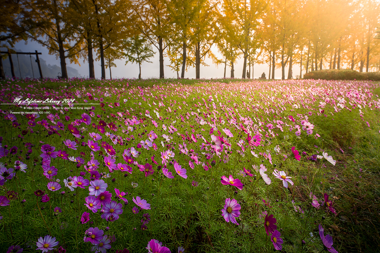 괴산 문광지 코스모스 가을