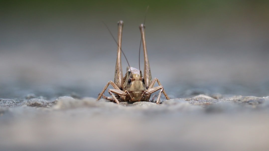 Wart
