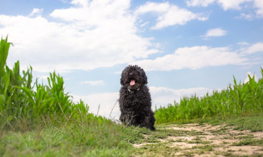푸른 하늘과 초원의 풀리.