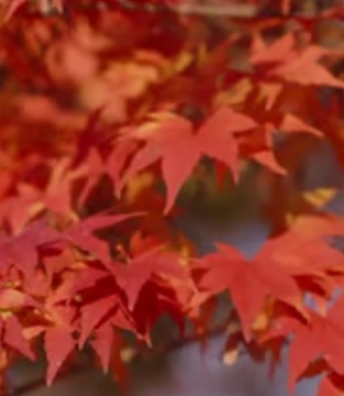 지리산 단풍 절정시기