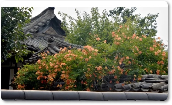 아름다운 꽃의 매력 능소화 꽃말/특성/재배법/활용법/관광 명소