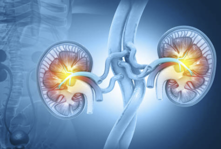 신장에 좋은 음식 신장 안좋으면 나타나는 현상 등 알아보기(24년 Ver)