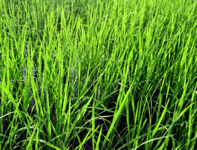 새싹보리분말 효능에 대해 알아보자