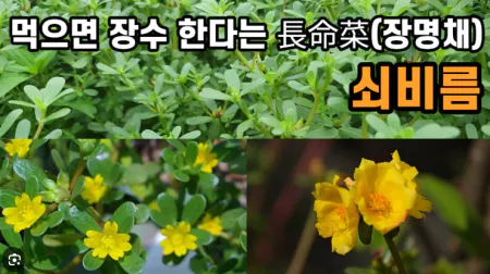 쇠비름 효능