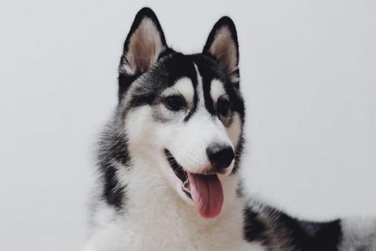 강아지나이계산법