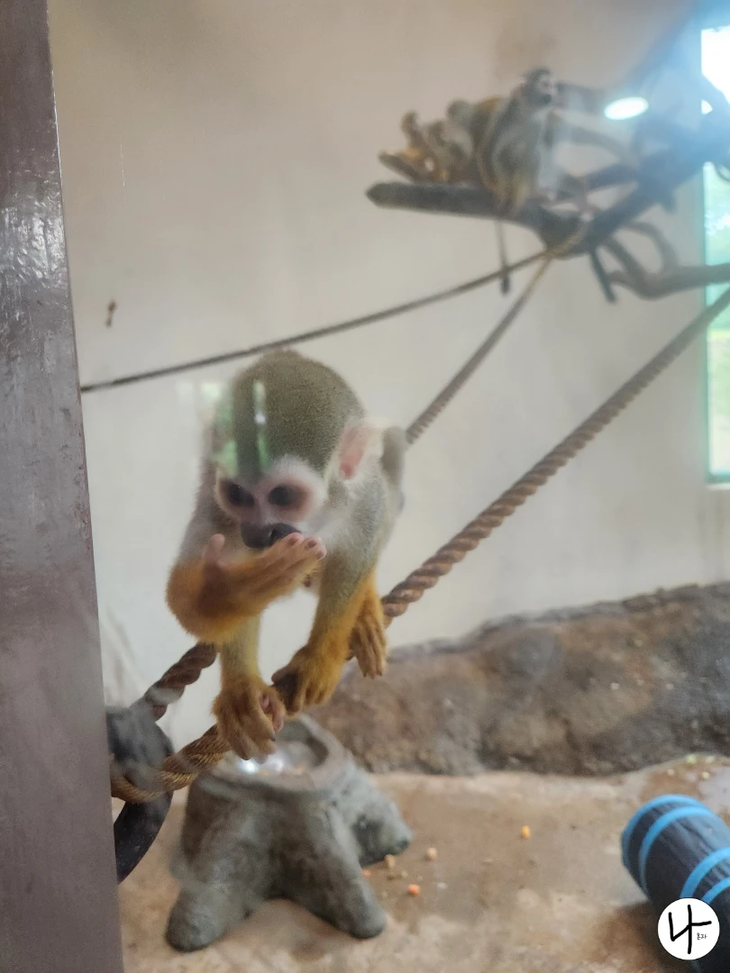 과일을-먹고-있는-다람쥐원숭이