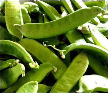 작두콩차 효능-2