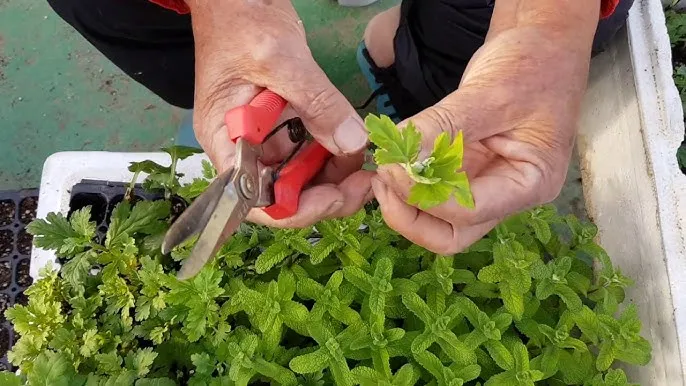 국화 재배 절화용 키우기 생장 조절 개화 유도_1